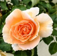 Rose in Sheffield, Tasmanien &ndash; &copy; Simone Willner (Eberhardt TRAVEL)