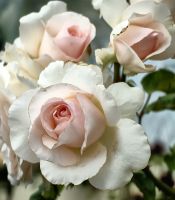 Duftende Schönheiten in Sheffield, Tasmanien &ndash; &copy; Simone Willner (Eberhardt TRAVEL)