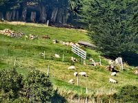 Das erste, was wir in Neuseeland erblicken, sind natürlich Schafe &ndash; &copy; Simone Willner (Eberhardt TRAVEL)