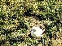 Hier ist die einzige Albatroskolonie an Land auf der ganzen Welt &ndash; &copy; Simone Willner (Eberhardt TRAVEL)