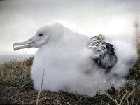 Junger Albatros in Pukekura &ndash; &copy; Simone Willner (Eberhardt TRAVEL)