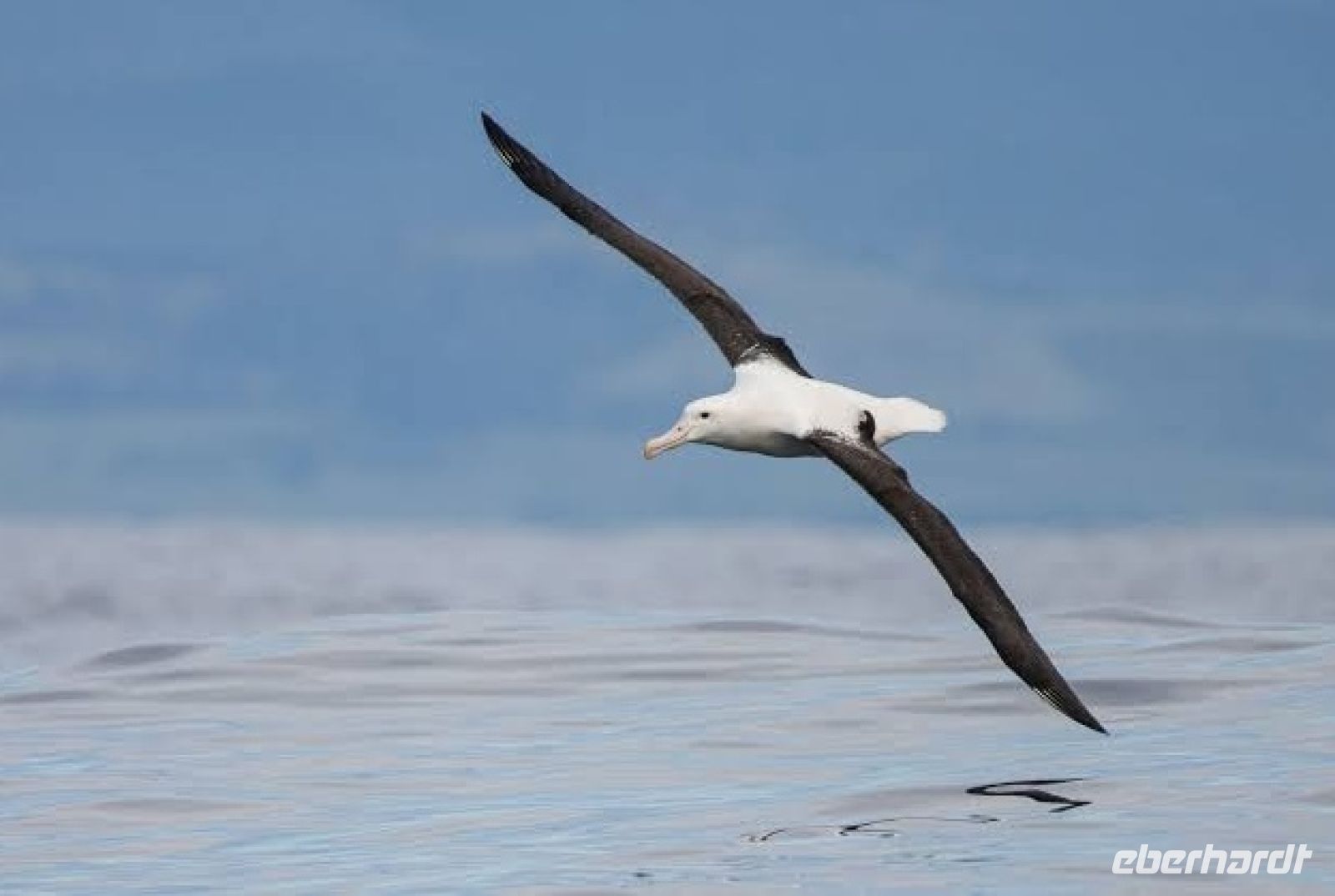 Albatrosse sind wahre Flugkünstler &ndash; &copy;  (Eberhardt TRAVEL)