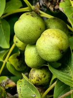 Walnüsse wurden von den englischen Siedlern eingeführt &ndash; &copy; Simone Willner (Eberhardt TRAVEL)