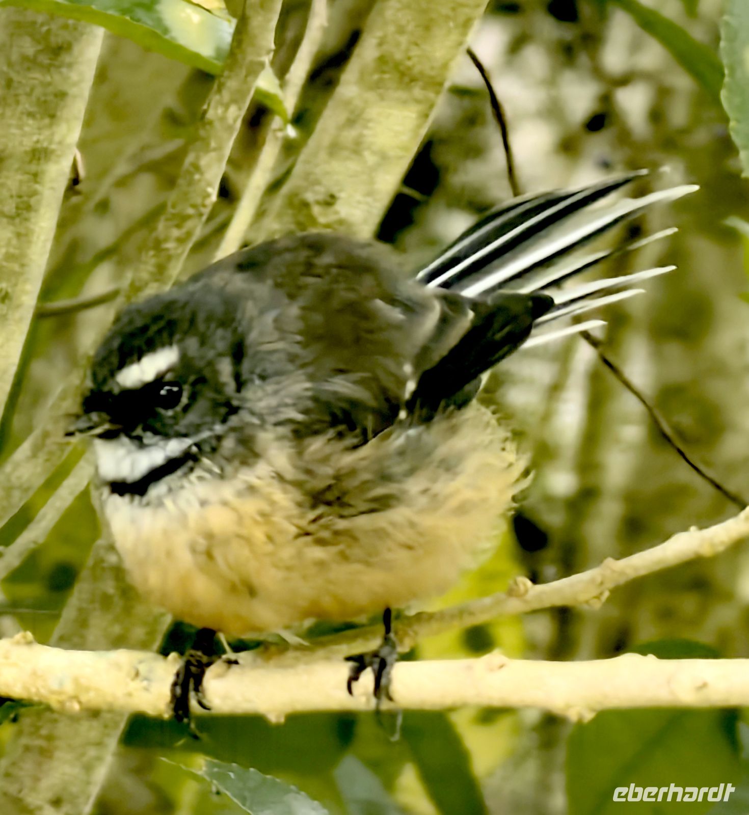 Ein neuseeländischer Fächerschwanz zwitschert munter neben uns &ndash; &copy;  (Eberhardt TRAVEL)