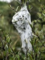 Das Haus einer kleinen Spinne in den Ästen des Kanukastrauches &ndash; &copy; Simone Willner (Eberhardt TRAVEL)