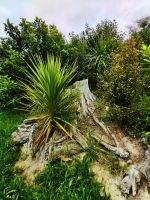 Man versucht bei Timaru die einheimische Vegetation zurückzuholen &ndash; &copy; Simone Willner (Eberhardt TRAVEL)