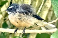 Neuseeländischer Fächerschwanz &ndash; &copy; Simone Willner (Eberhardt TRAVEL)