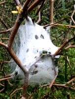 Hier wohnt eine kleine Spinne &ndash; &copy; Simone Willner (Eberhardt TRAVEL)