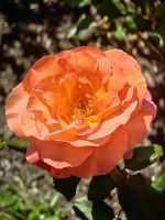 Rose im Botanischen Garten von Wellington &ndash; &copy; Simone Willner (Eberhardt TRAVEL)