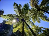 Die Sonne glitzert durch die Baumfarne &ndash; &copy; Simone Willner (Eberhardt TRAVEL)