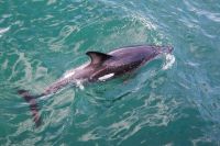 Delfine vor unserem Katamaran &ndash; &copy; Simone Willner (Eberhardt TRAVEL)