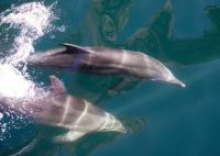 Sie tanzen regelrecht im Wasser  &ndash; &copy; Simone Willner (Eberhardt TRAVEL)