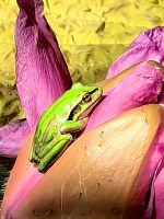 Grüner Baumfrosch auf einer Lotosblüte im Wintergarten in Auckland &ndash; &copy; Simone Willner (Eberhardt TRAVEL)
