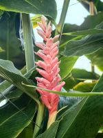 Roter Ingwer (Alpina purpurata) im Wintergarten von Auckland &ndash; &copy; Simone Willner (Eberhardt TRAVEL)