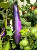 Lange Auberginenart und Tomaten im Wintergarten in Auckland &ndash; &copy; Simone Willner (Eberhardt TRAVEL)