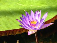 Wasserlilie (Nymphaea) im Wintergarten von Auckland &ndash; &copy; Simone Willner (Eberhardt TRAVEL)