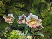 27. Orchideengarten Singapur