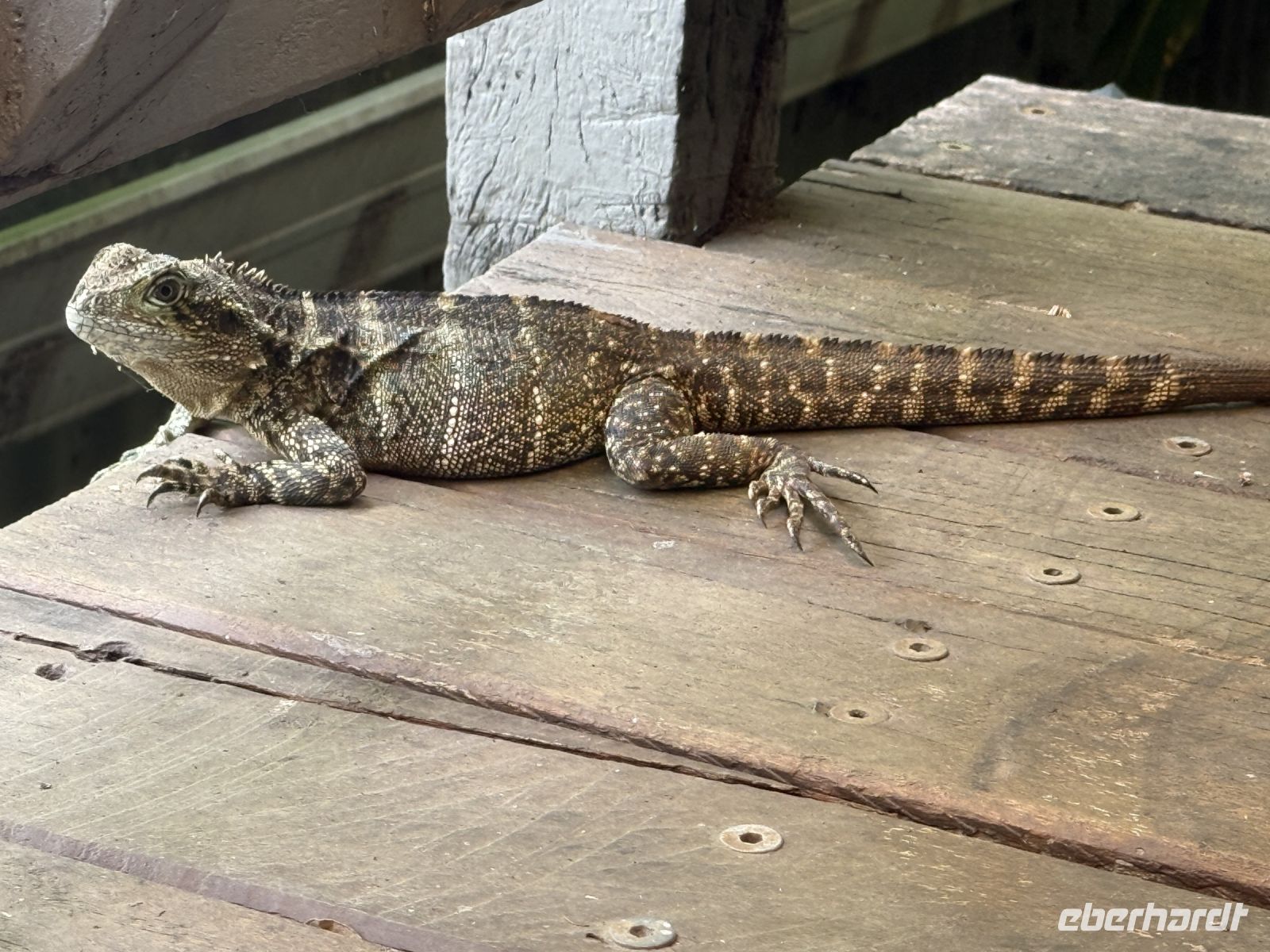 Echse in Kuranda