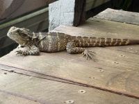 Echse in Kuranda