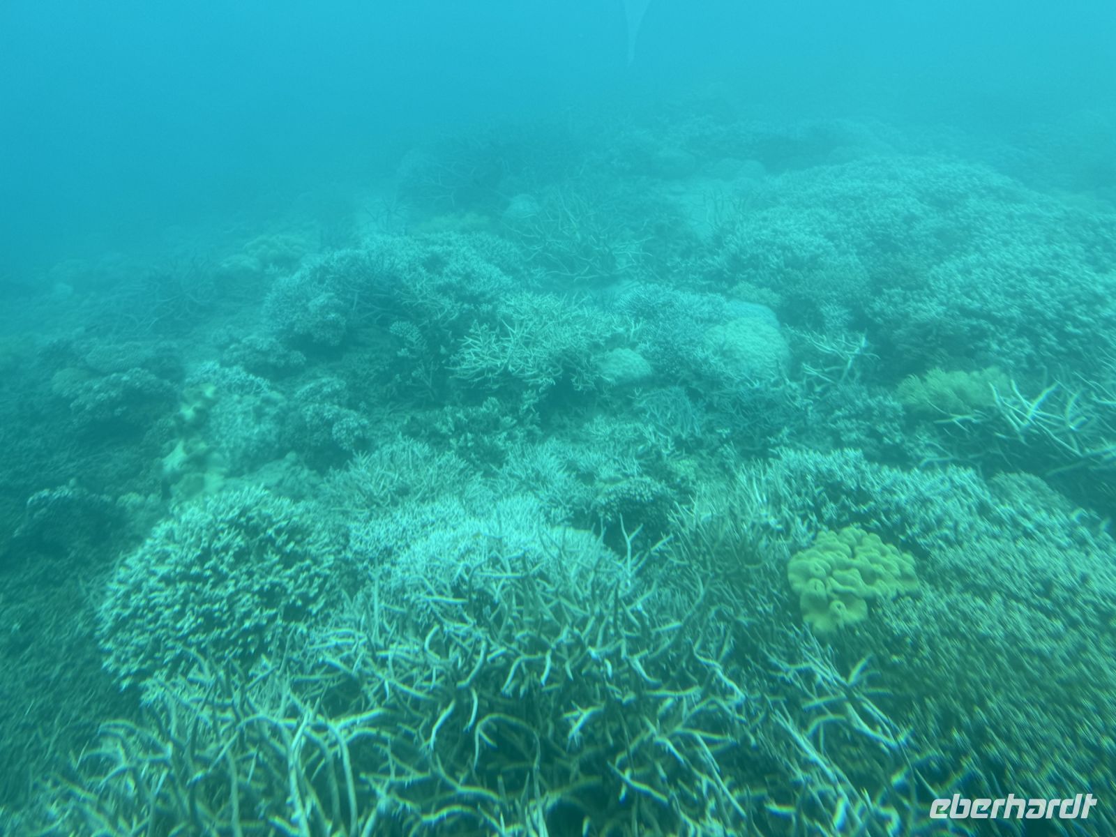 Great Barrier Reed