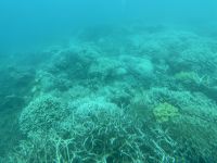 Great Barrier Reed