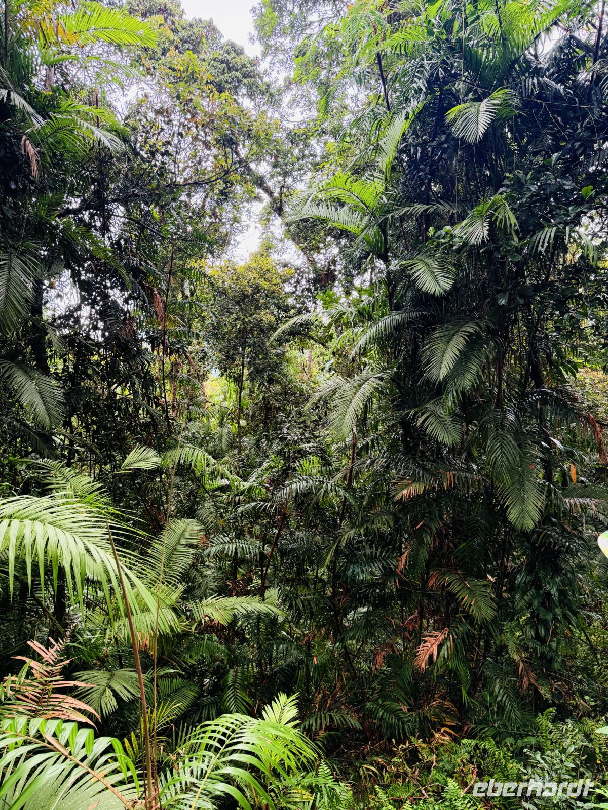 Regenwald Kuranda
