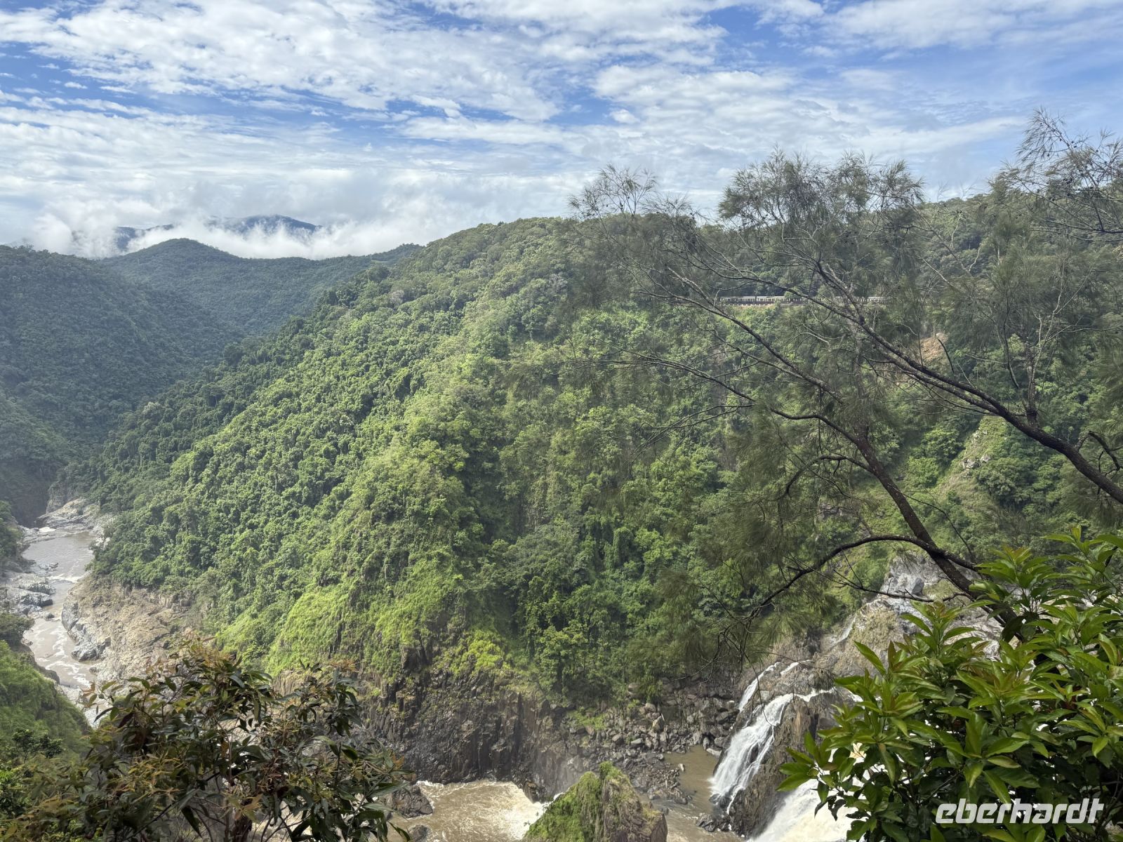 Regenwald Kuranda
