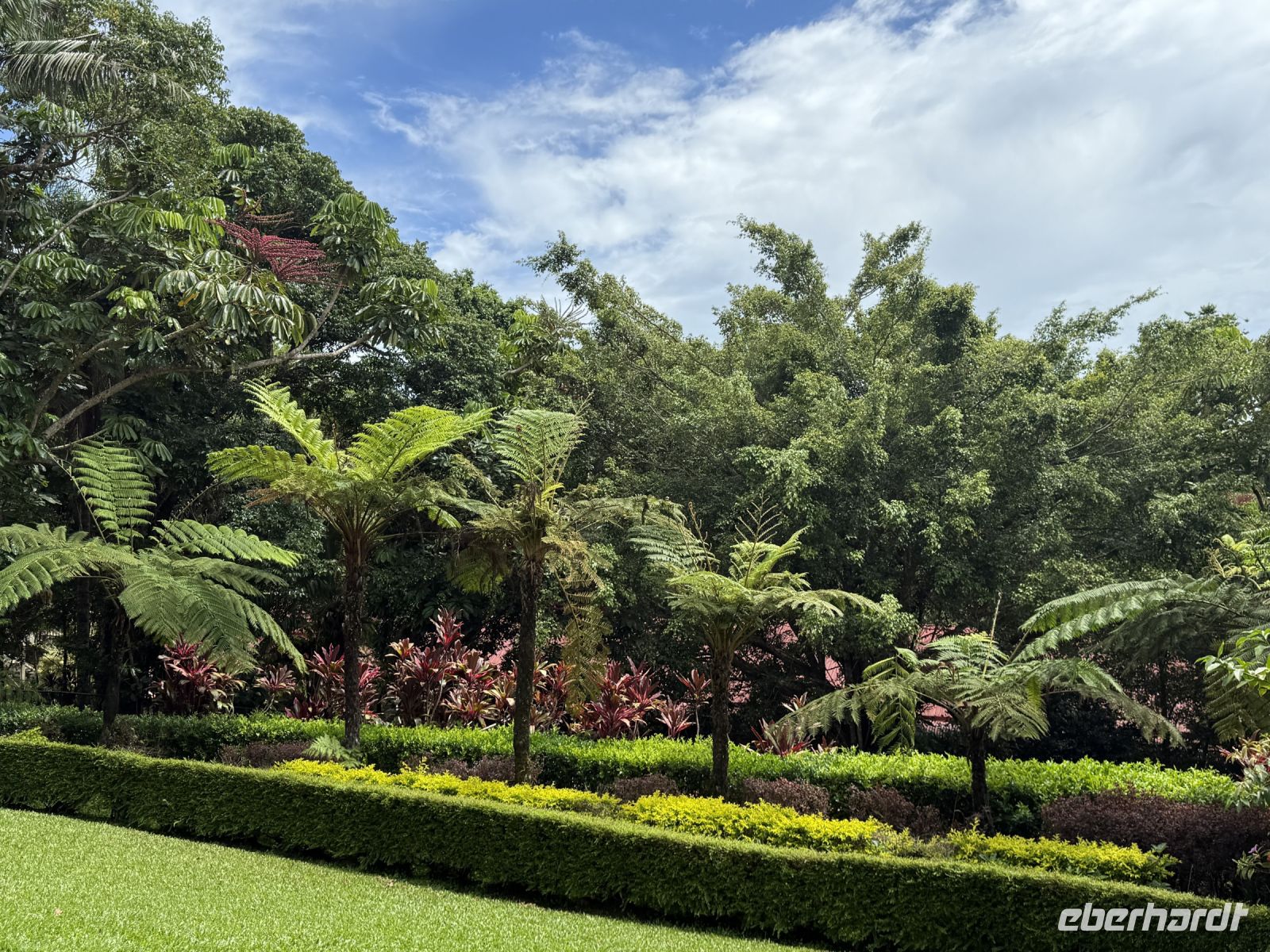 Regenwald Kuranda