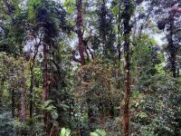 Regenwald Kuranda