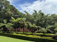 Regenwald Kuranda