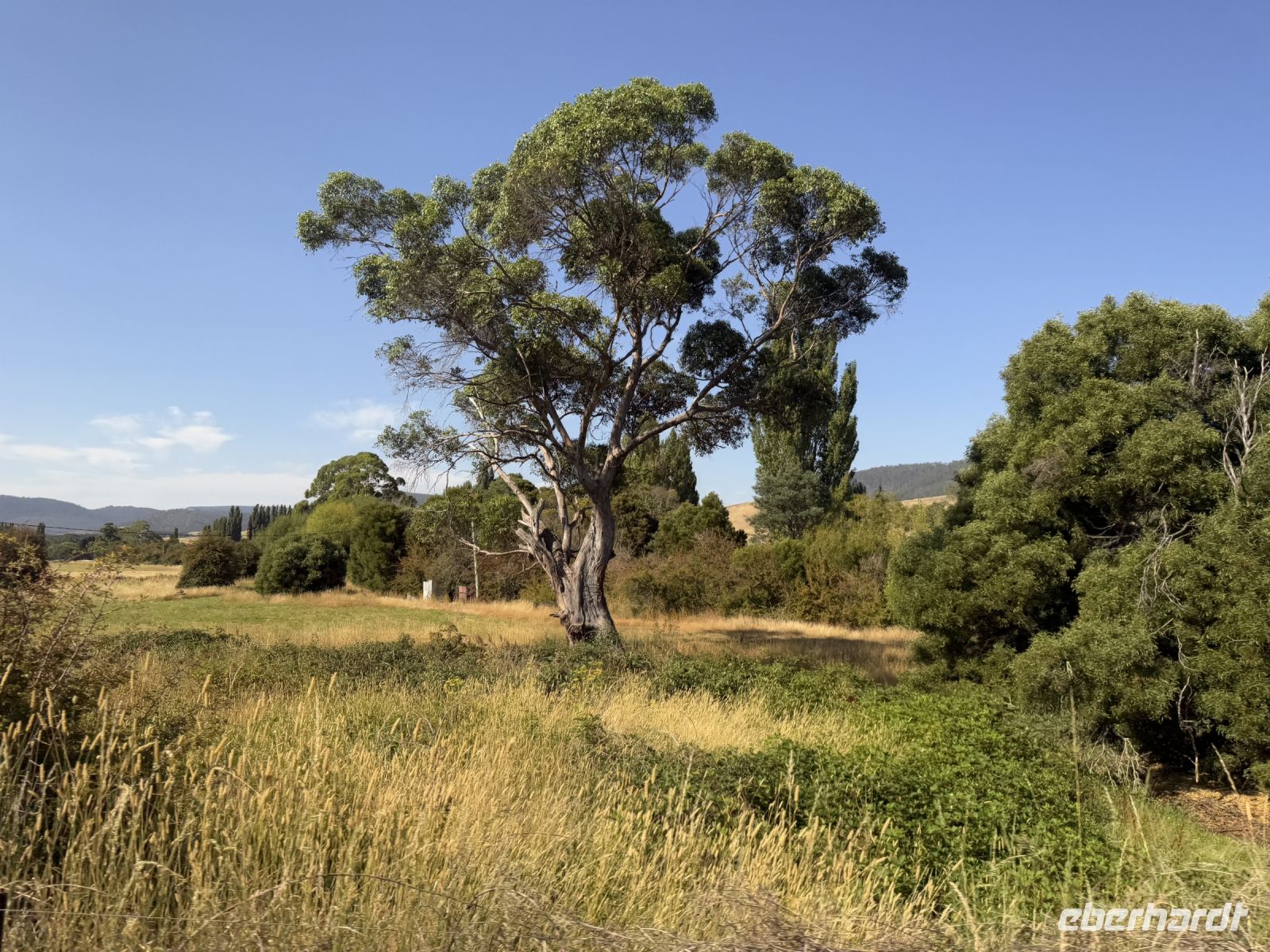 Tasmanien