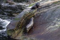  Seehunde im Milford Sound