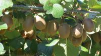 Überall Kiwis