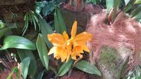 0101 Singapur - Orchideengarten