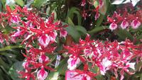 0103 Singapur - Orchideengarten