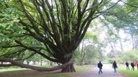 0154 Christchurch - Botanischer Garten -