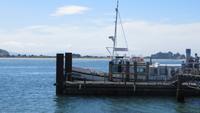 0283 Otago-Halbinsel - Bootsfahrt