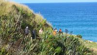 0324 Otago-Halbinsel Pinguin-Farm-