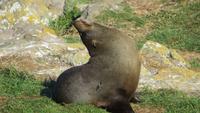0327 Otago-Halbinsel Pinguin-Farm- Pelzrobben