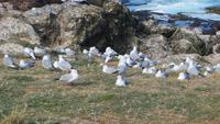 0338 Otago-Halbinsel Pinguin-Farm- Möwen