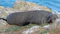 0339 Otago-Halbinsel Pinguin-Farm- Pelzrobbe