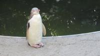 0345 Otago-Halbinsel Pinguin-Farm- Gelbaugen-Pinguine