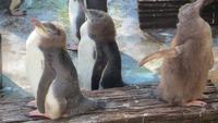 0350 Otago-Halbinsel Pinguin-Farm- Gelbaugen-Pinguine