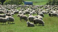 0509 Fahrt nach Queenstown durch Otago - Schafe