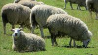 0510 Fahrt nach Queenstown durch Otago - Schafe