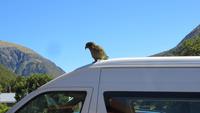 0874 Fahrt durch den Arthurs-Nationalpark - Nationalparkzentrum Kea