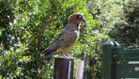 0876 Fahrt durch den Arthurs-Nationalpark - Nationalparkzentrum Kea