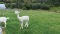 1028 Fahrt nach Ohakune - Pause am Café Flat Hills bei Taihape