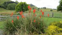 1030 Fahrt nach Ohakune - Pause am Café Flat Hills bei Taihape
