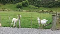 1031 Fahrt nach Ohakune - Pause am Café Flat Hills bei Taihape